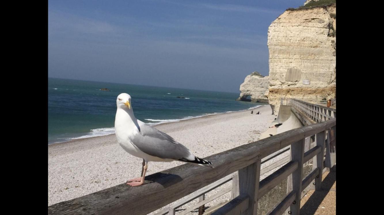 Villa Des Peintres Étretat Esterno foto